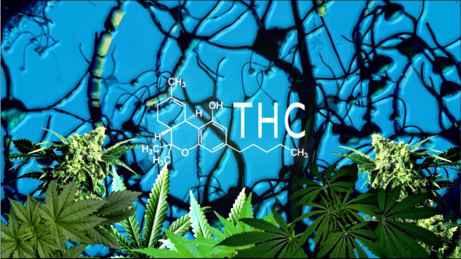 Cannabinyzed - The physical and mental effects of marijuana DVD -0